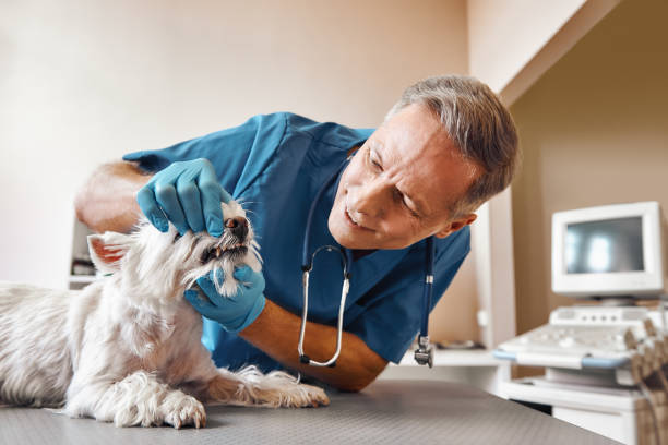 Best Emergency Dental Care for Broken or Chipped Teeth in St Martins, MO